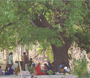 Patient waiting area under a big tree