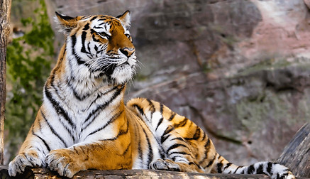 A tiger - Melghat is a tiger habitat known for Project Tiger