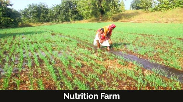Nutrition Farm: a woman working in a green field
