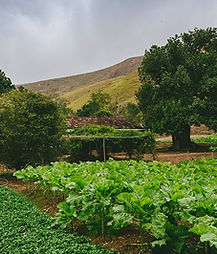 Success stories: a green vegetable garden with hills behind